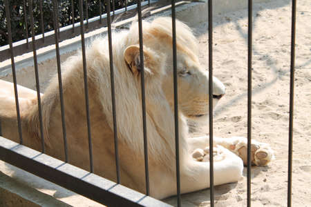 Big male white lion lying down in zoo cageの写真素材