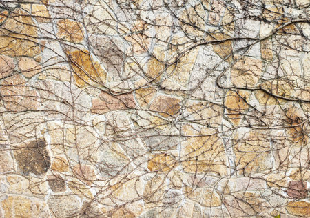 Wild creeper vine climbing on stone wall background