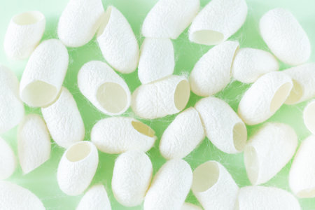 Many white silkworm cocoons shell for production of silk thread and silk fabricの写真素材