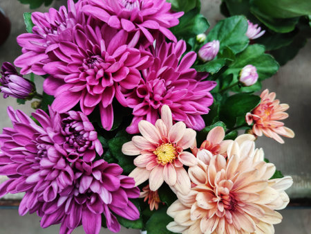 Colorful chrysanthemum flowers bloom in flower garden or greenhouse. Beautiful chrysanthemum bouquet top viewの写真素材