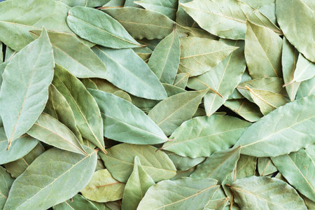 Green dried bay leaves or laurel background top view