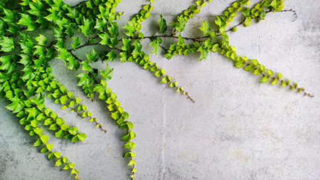 Green ivy creeper plant on gray concrete cement wallの写真素材