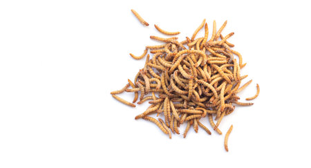 Heap of mealworms for feeding pets isolated on white background top view