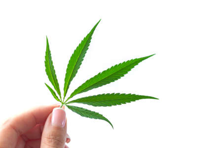 Woman`s hand holding hemp or cannabis single leaf isolated on white backgroundの写真素材
