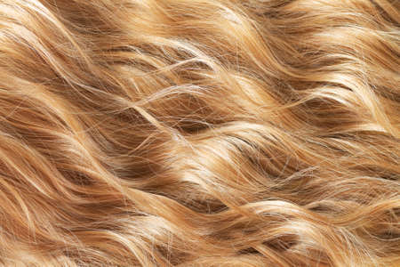 Texture of natural long blond wavy hair. Hair cut, styling, care or extension conceptの写真素材
