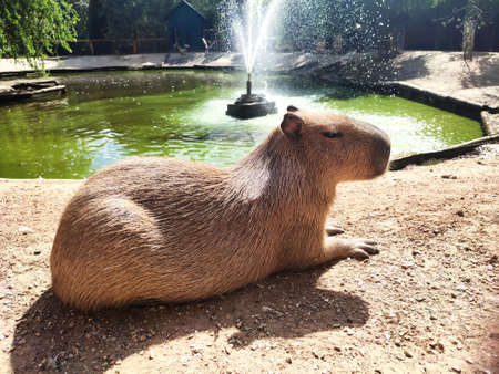 Capybara adult (hydrochoerus hydrochaeris) have rest on zoo pond coastの写真素材