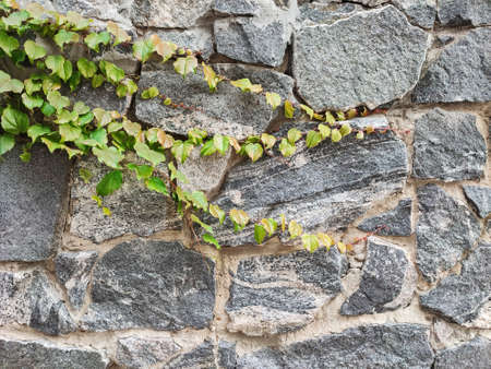 Green ivy creeper plant on gray granite stone wallの写真素材