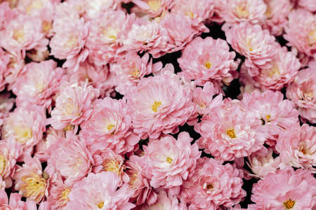 Light pink or purple garden chrysanthemum flowers top view. Beautiful bouquetの写真素材