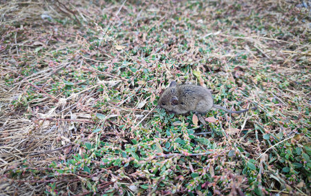 Wild woodland small mouse resting on grass outdoor top view