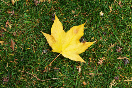Dry autumn yellow maple leaf on green grass top view