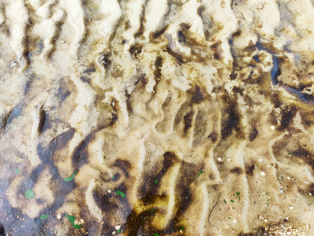 Beautiful texture of dirty beach sand with seaweed top view