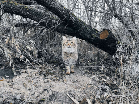 Young Scottish wildcat at autumn wild forestの写真素材