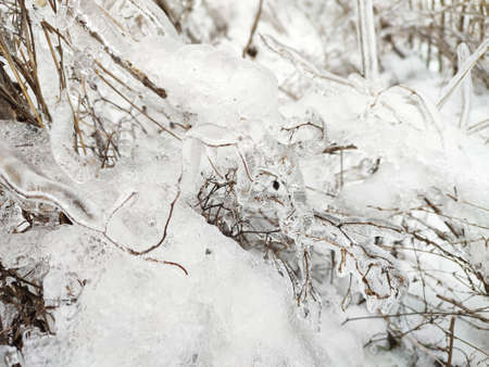 Glaze ice on tree branch, grass and plants in winter forestの写真素材