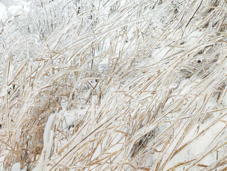 Ice and frost on dry grass after freezing rain. Natural winter backgroundの写真素材