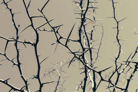 Thorny acacia branches with lots of thorns. art nature backgroundの写真素材