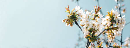 Beautiful spring background with white cherry blossoms on blue sky backdropの写真素材