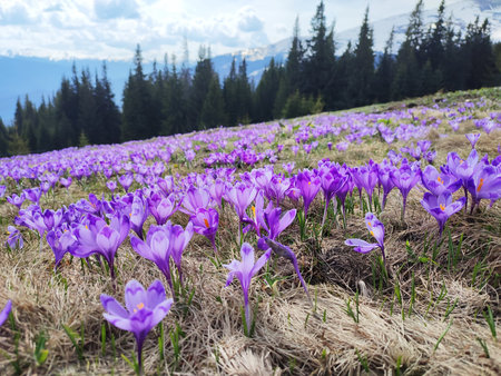 Purple crocuses blooms on Carpathian mountains, Ukraine, Europe