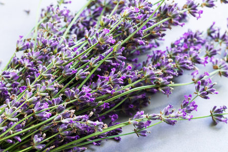 Bunch purple blooming lavender flowers on gray background. top view