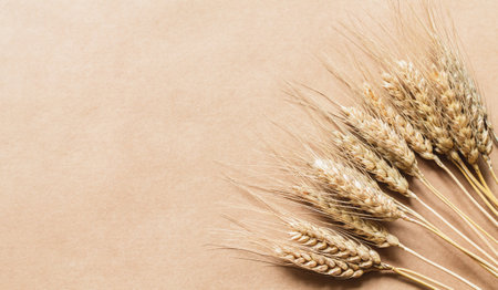 Golden colored wheat spikelets with grains on beige background. top viewの写真素材