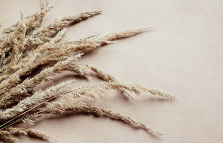 Dry pampas grass reeds bouquet on beige backgroundの写真素材
