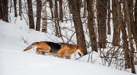 Dog running in the snow