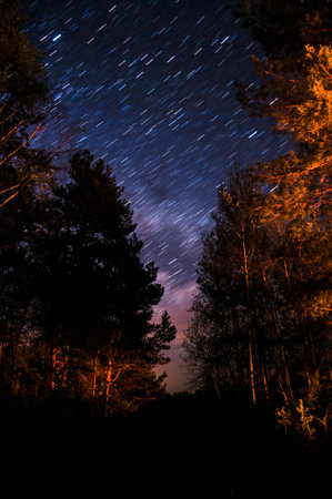 The night sky in the forest