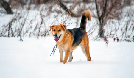 Happy dog ??in winter on walkの写真素材