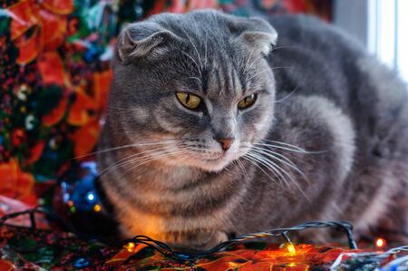 British cat with Christmas toyの写真素材