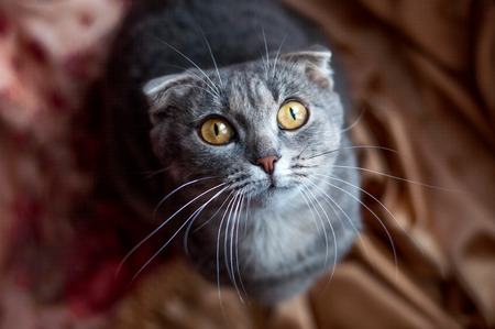 Touches the look of a British catの写真素材