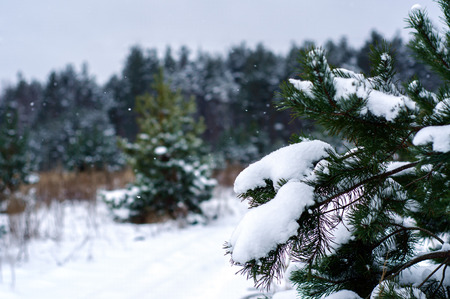 The branches of the pine trees in the snow snowの写真素材