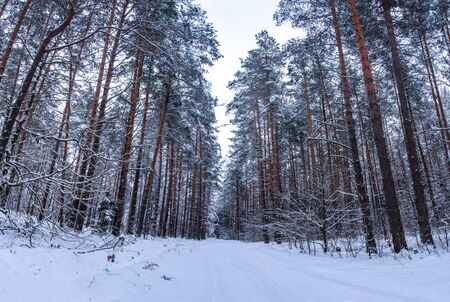 Road in winter forestの写真素材