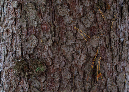 spruce bark