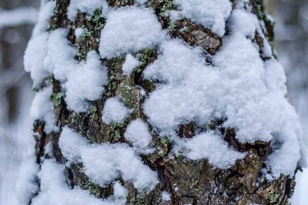the bark of the tree with snow backgroundの写真素材