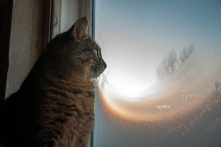 Cat looks out the windowの写真素材