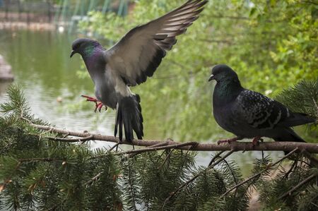 Two pigeons on a branchの写真素材