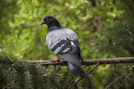 Pigeon sits on a branchの写真素材