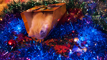 Ginger kitten sitting in a package among the Christmas toys and garlands.の写真素材