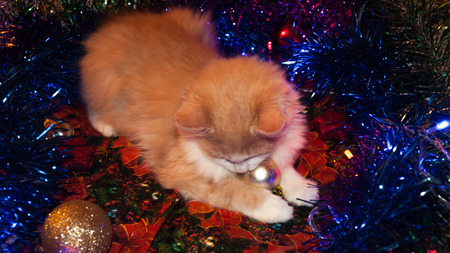 The cat is lying in the Christmas toysの写真素材