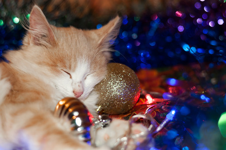 The cat is lying in the Christmas toys and glowing lights.の写真素材