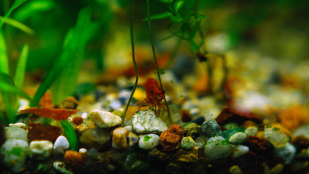 Red shrimp on the rocks among the algae in the aquarium.の写真素材