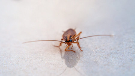 Brown cockroach crawling on the surface.の写真素材