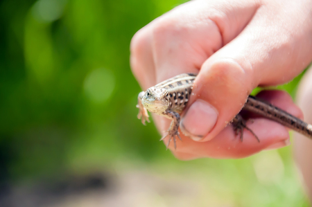 Beautiful lizard in hand on a Sunny summer day.の写真素材