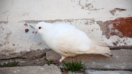 White doves eat grass in the fallの写真素材