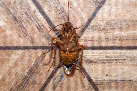 Dead cockroach on the floorの写真素材