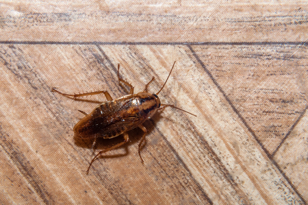 Cockroach crawling on the floorの写真素材