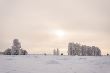 Panorama of snow covered birch trees near the snowy field.の写真素材