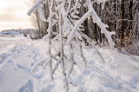The effects of the freezing rain. Ice-covered trees were covered with ice crust.の写真素材