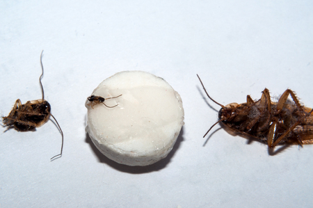 Cockroaches crawl to the pill and die of smell.の写真素材