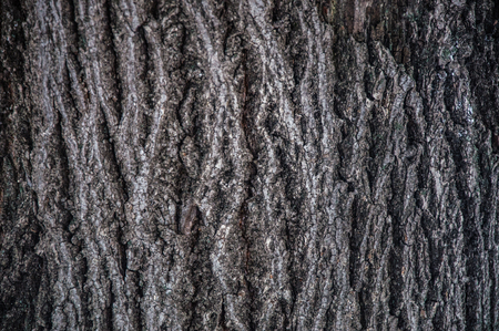 The texture of the tree barkの写真素材