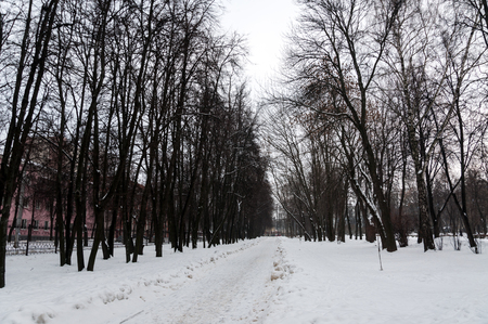 The path in the Park in the winter, cloudy day.の写真素材